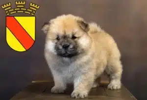 Mehr über den Artikel erfahren Chow-Chow Züchter und Welpen in Baden-Baden