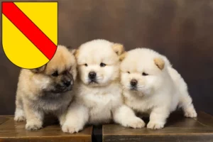 Mehr über den Artikel erfahren Chow-Chow Züchter und Welpen in Baden