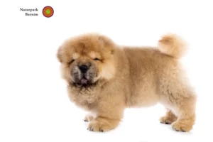 Mehr über den Artikel erfahren Chow-Chow Züchter und Welpen in Barnim