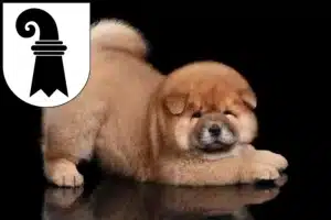 Mehr über den Artikel erfahren Chow-Chow Züchter und Welpen in Basel