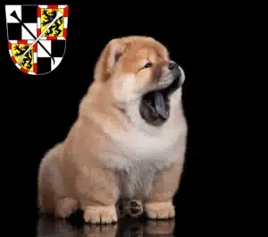Mehr über den Artikel erfahren Chow-Chow Züchter und Welpen in Bayreuth