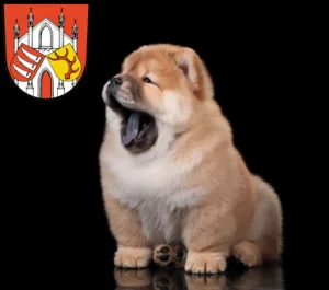 Mehr über den Artikel erfahren Chow-Chow Züchter und Welpen in Beeskow