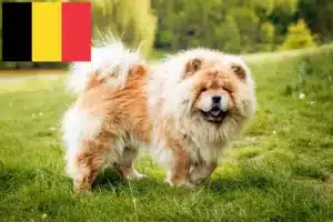 Mehr über den Artikel erfahren Chow-Chow Züchter und Welpen in Belgien
