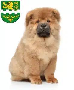 Mehr über den Artikel erfahren Chow-Chow Züchter und Welpen in Bergisch Gladbach