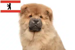Mehr über den Artikel erfahren Chow-Chow Züchter und Welpen in Berlin