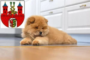 Mehr über den Artikel erfahren Chow-Chow Züchter und Welpen in Bernburg (Saale)