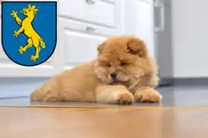 Mehr über den Artikel erfahren Chow-Chow Züchter und Welpen in Biberach an der Riß