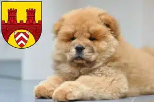 Mehr über den Artikel erfahren Chow-Chow Züchter und Welpen in Bielefeld