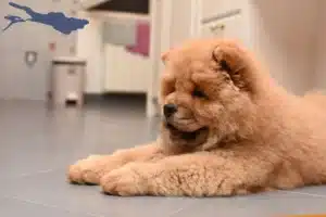 Mehr über den Artikel erfahren Chow-Chow Züchter und Welpen am Bodensee