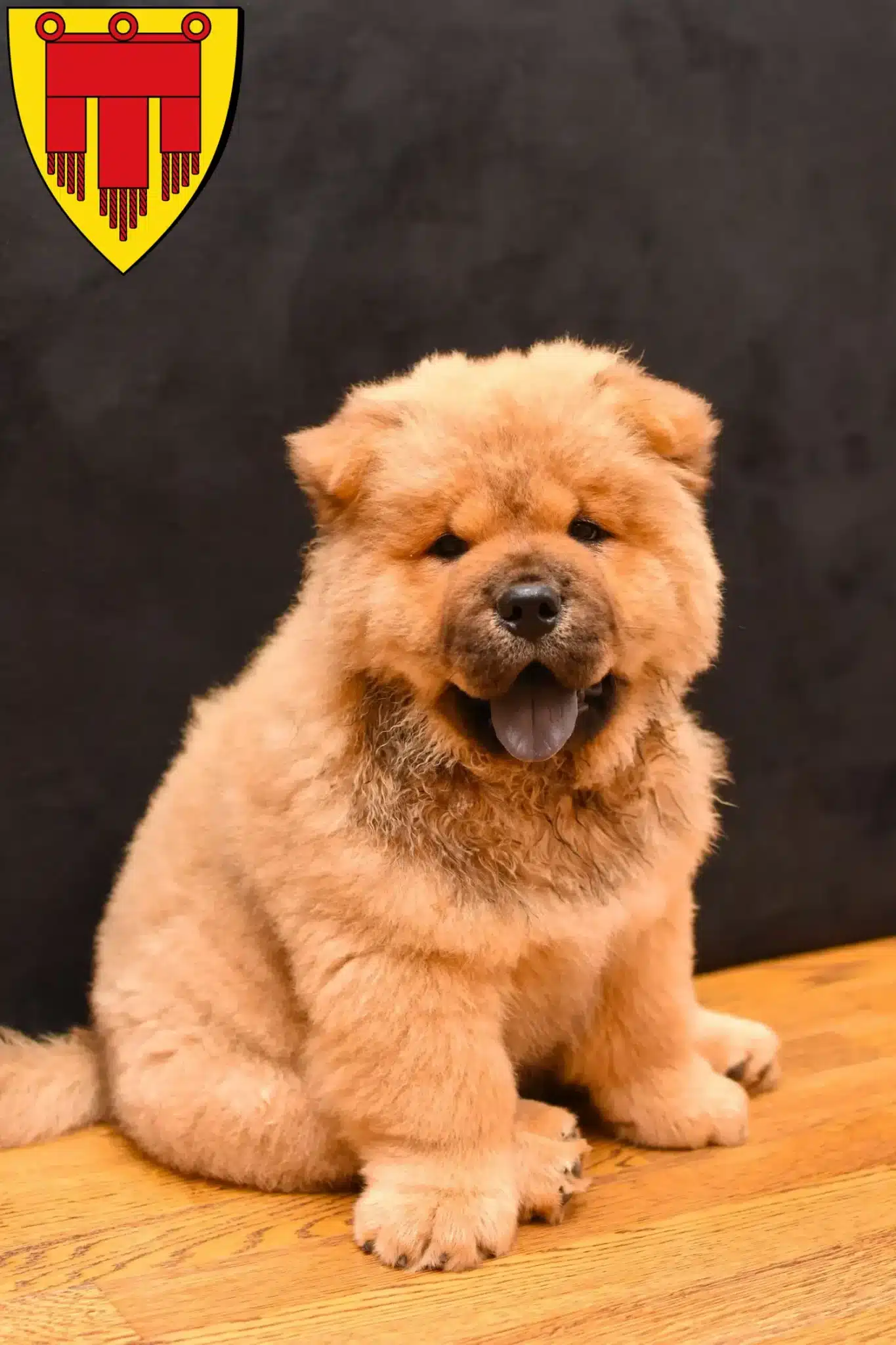 Mehr über den Artikel erfahren Chow-Chow Züchter und Welpen in Böblingen