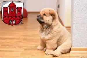 Mehr über den Artikel erfahren Chow-Chow Züchter und Welpen in Borken