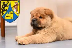 Mehr über den Artikel erfahren Chow-Chow Züchter und Welpen in Borna