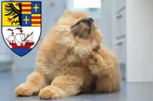 Mehr über den Artikel erfahren Chow-Chow Züchter und Welpen in Brake (Unterweser)