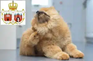 Mehr über den Artikel erfahren Chow-Chow Züchter und Welpen in Brandenburg an der Havel