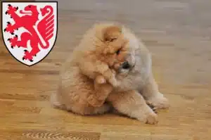 Mehr über den Artikel erfahren Chow-Chow Züchter und Welpen in Braunschweig