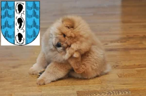Mehr über den Artikel erfahren Chow-Chow Züchter und Welpen in Bregenz
