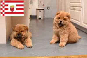 Mehr über den Artikel erfahren Chow-Chow Züchter und Welpen in Bremen