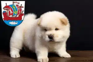 Mehr über den Artikel erfahren Chow-Chow Züchter und Welpen in Bremerhaven