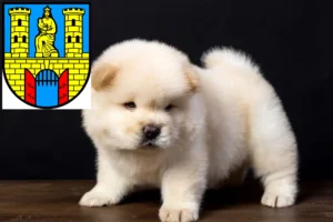 Mehr über den Artikel erfahren Chow-Chow Züchter und Welpen in Burg (bei Magdeburg)