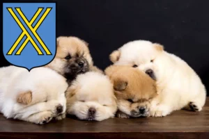 Mehr über den Artikel erfahren Chow-Chow Züchter und Welpen in Castrop-Rauxel