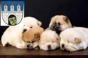 Mehr über den Artikel erfahren Chow-Chow Züchter und Welpen in Celle