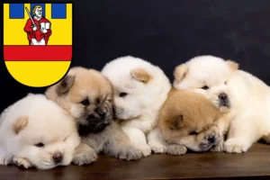 Mehr über den Artikel erfahren Chow-Chow Züchter und Welpen in Cloppenburg