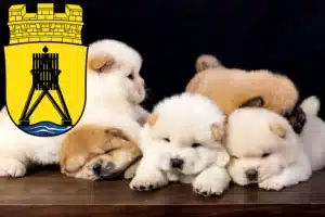 Mehr über den Artikel erfahren Chow-Chow Züchter und Welpen in Cuxhaven