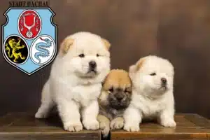 Mehr über den Artikel erfahren Chow-Chow Züchter und Welpen in Dachau