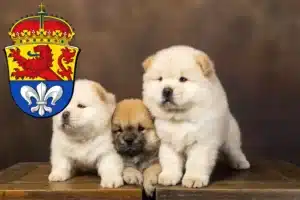 Mehr über den Artikel erfahren Chow-Chow Züchter und Welpen in Darmstadt