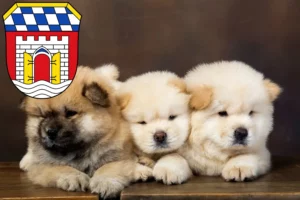 Mehr über den Artikel erfahren Chow-Chow Züchter und Welpen in Deggendorf