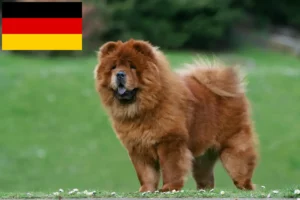 Mehr über den Artikel erfahren Chow-Chow Züchter und Welpen in Deutschland