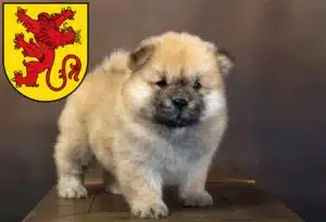 Mehr über den Artikel erfahren Chow-Chow Züchter und Welpen in Diepholz