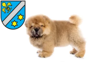 Mehr über den Artikel erfahren Chow-Chow Züchter und Welpen in Dillingen an der Donau