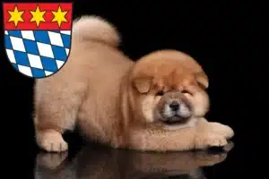 Mehr über den Artikel erfahren Chow-Chow Züchter und Welpen in Dingolfing