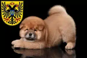 Mehr über den Artikel erfahren Chow-Chow Züchter und Welpen in Donauwörth