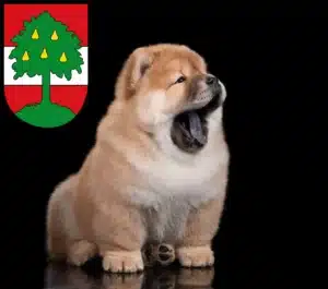 Mehr über den Artikel erfahren Chow-Chow Züchter und Welpen in Dornbirn