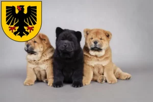 Mehr über den Artikel erfahren Chow-Chow Züchter und Welpen in Dortmund