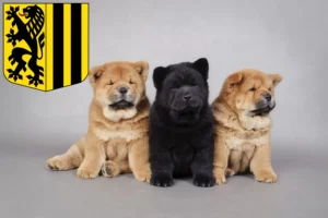 Mehr über den Artikel erfahren Chow-Chow Züchter und Welpen in Dresden