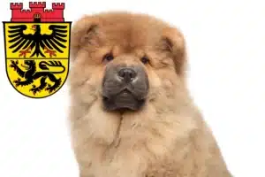 Mehr über den Artikel erfahren Chow-Chow Züchter und Welpen in Düren