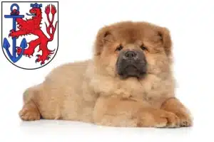 Mehr über den Artikel erfahren Chow-Chow Züchter und Welpen in Düsseldorf