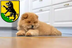 Mehr über den Artikel erfahren Chow-Chow Züchter und Welpen in Ebersberg