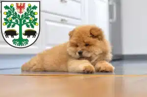 Mehr über den Artikel erfahren Chow-Chow Züchter und Welpen in Eberswalde