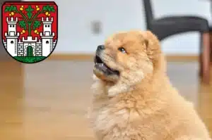 Mehr über den Artikel erfahren Chow-Chow Züchter und Welpen in Eichstätt
