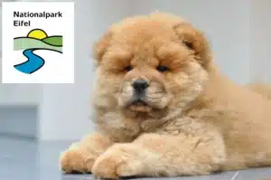Mehr über den Artikel erfahren Chow-Chow Züchter und Welpen in der Eifel