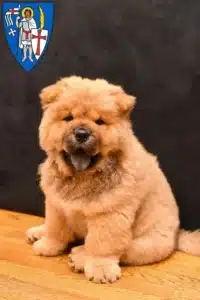 Mehr über den Artikel erfahren Chow-Chow Züchter und Welpen in Eisenach