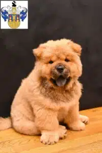 Mehr über den Artikel erfahren Chow-Chow Züchter und Welpen in Eisenberg (Thüringen)