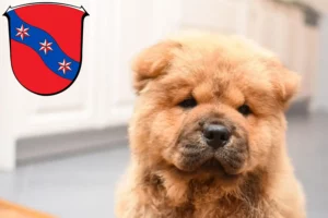 Mehr über den Artikel erfahren Chow-Chow Züchter und Welpen in Erbach (Odenwald)