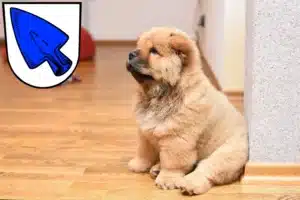Mehr über den Artikel erfahren Chow-Chow Züchter und Welpen in Erding
