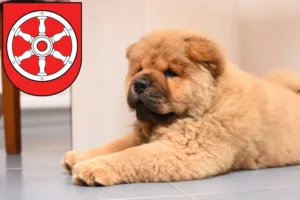 Mehr über den Artikel erfahren Chow-Chow Züchter und Welpen in Erfurt