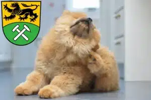 Mehr über den Artikel erfahren Chow-Chow Züchter und Welpen im Erzgebirge
